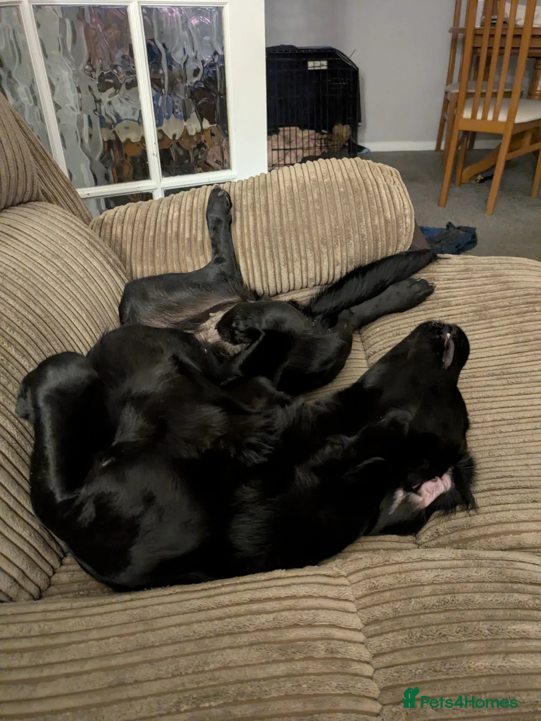 Springador dogs for sale: 3 year old female Springador - Advert 2