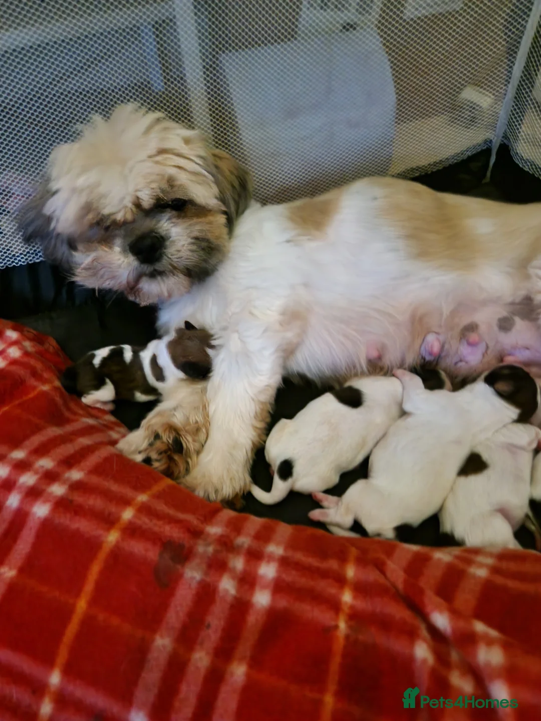 Shih Tzu dogs for sale: 2 male and female for sale  - Advert 1