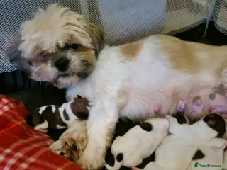 Shih Tzu dogs 2 male and female for sale - Advert 16
