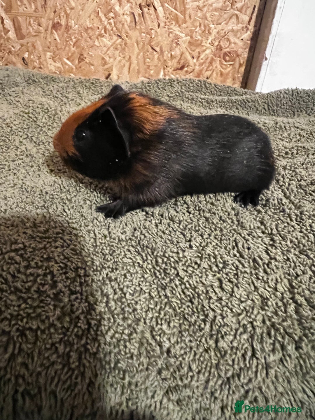 Guinea Pig rodents for sale: baby guinea pig - Advert 34