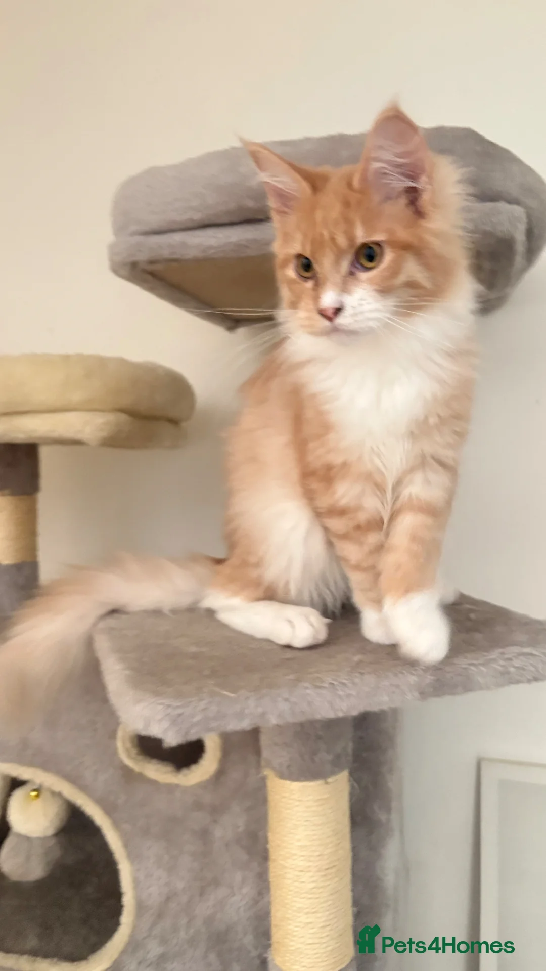 Maine Coon cats for sale: Pedigree Maine coon - Advert 1