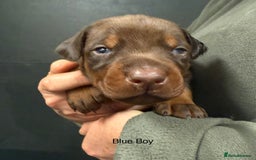 Dobermann dogs for sale: DOBERMAN PUPPIES WITH FANTASTIC PEDIGREE - Image 6