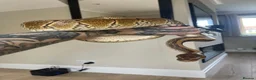 Python Snake reptiles for sale: Royal Python & SetUp in Gloucester - Advert 5