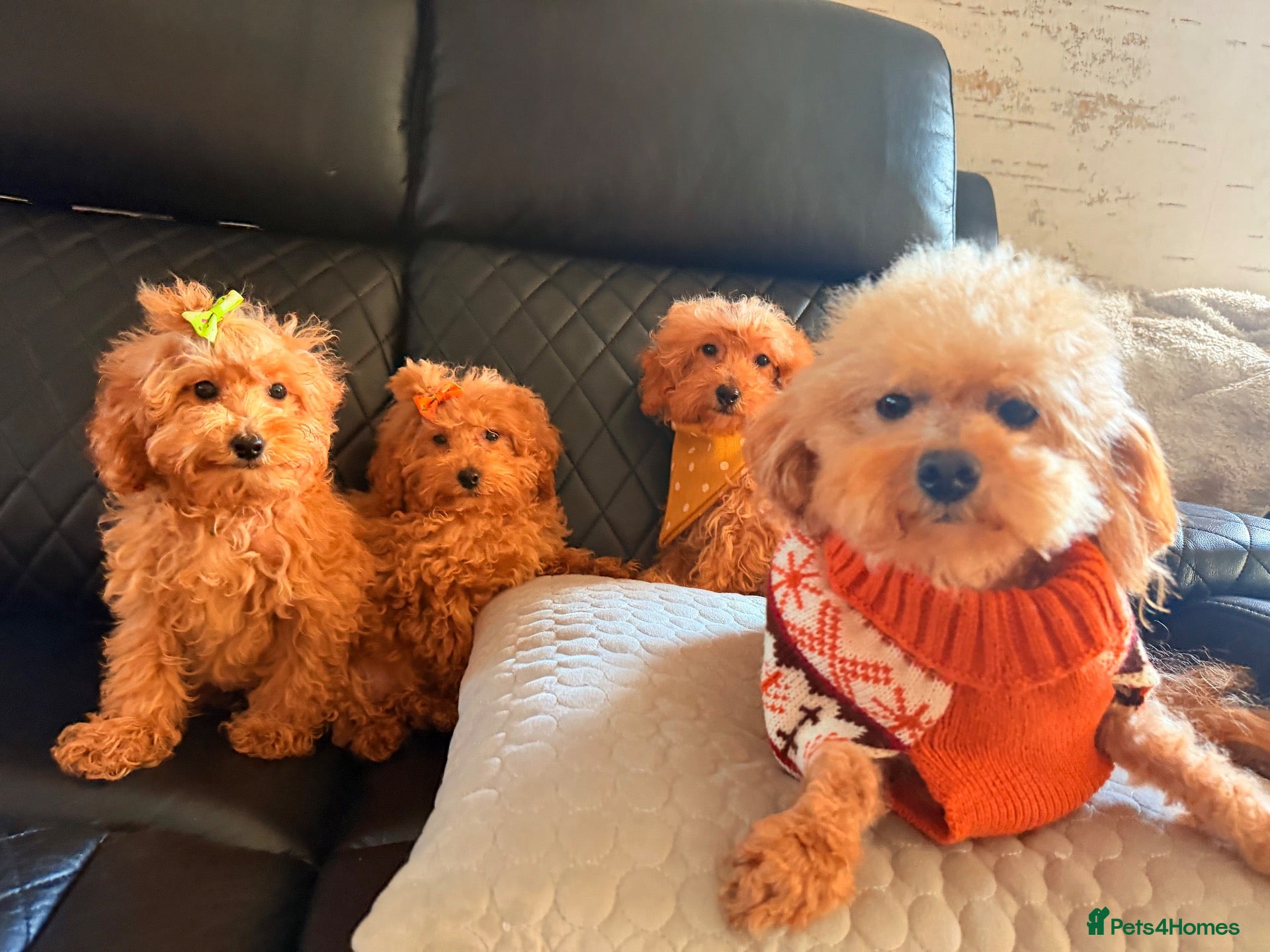 Maltipoo dogs Exquisite f1 toy Maltipoo teddy bears  - Advert 1