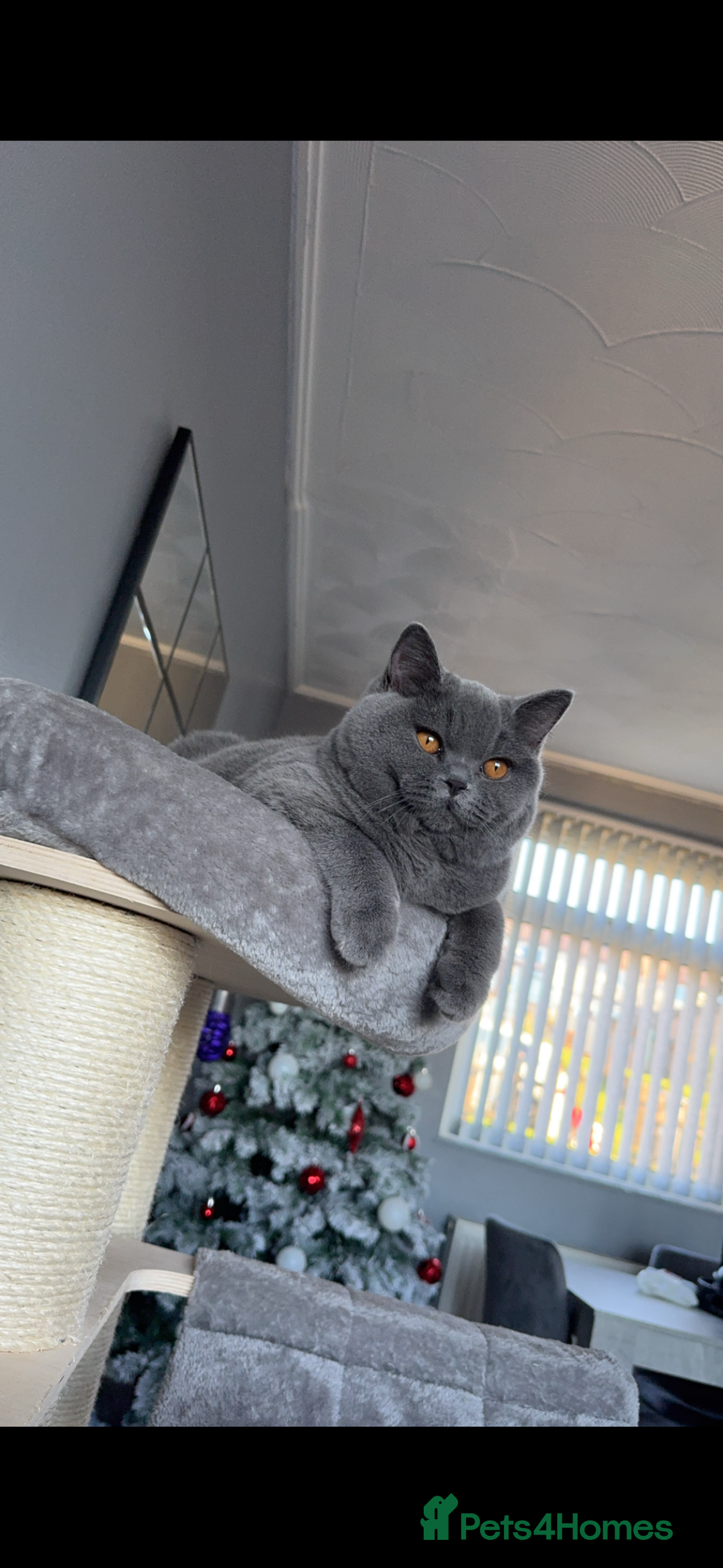 British Shorthair cats for sale: British shorthair kitten available  - Image 6