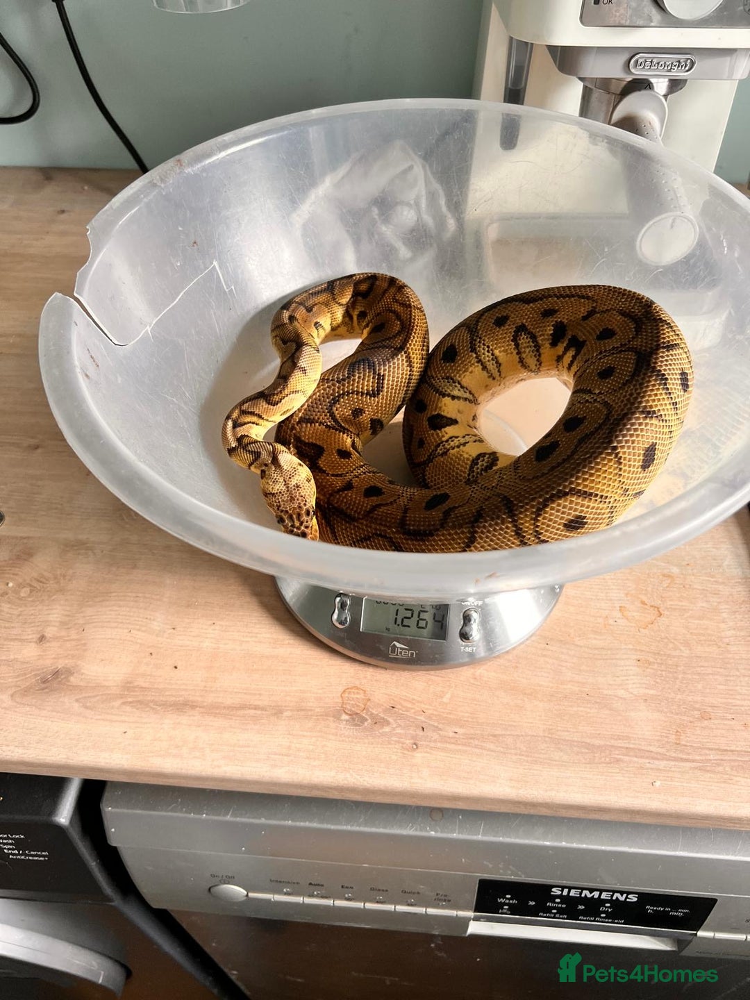 Python Snake reptiles for sale: Royal python females looking for new home - Image 13