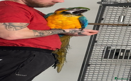 Macaws birds for sale: Blue & gold macaw for sale - Image 3