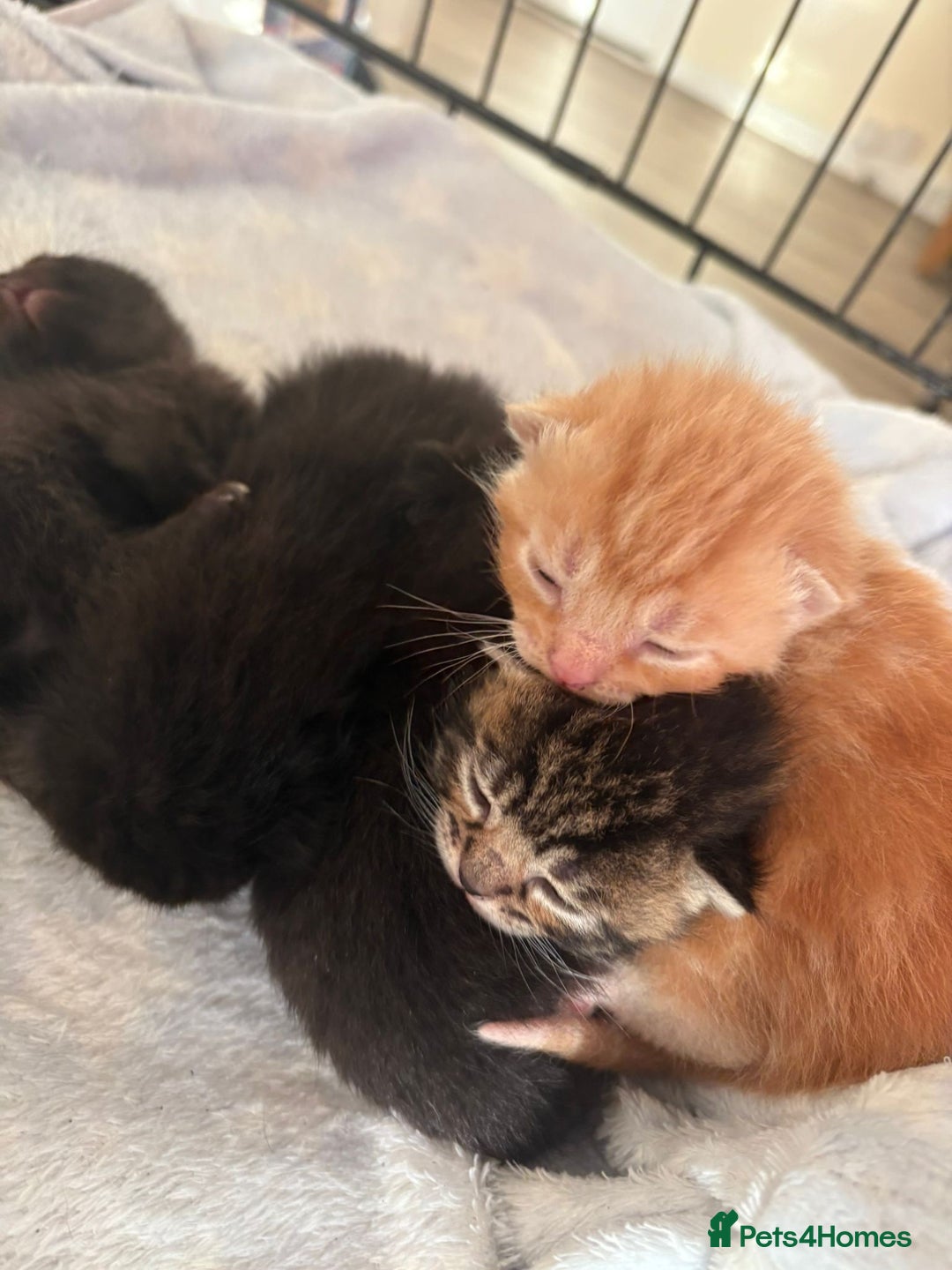 Mixed Breed cats for sale: 5 microchipped 8 week old kittens - Advert 7