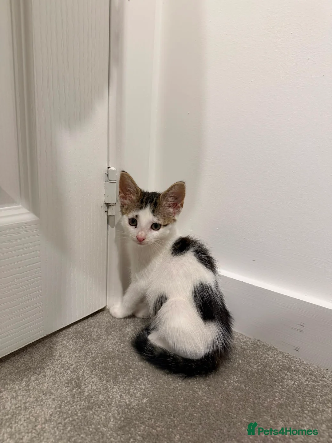 Mixed Breed cats for sale: RARE Adorable Mixed Tabby Kittens😍 in Derby - Advert 1