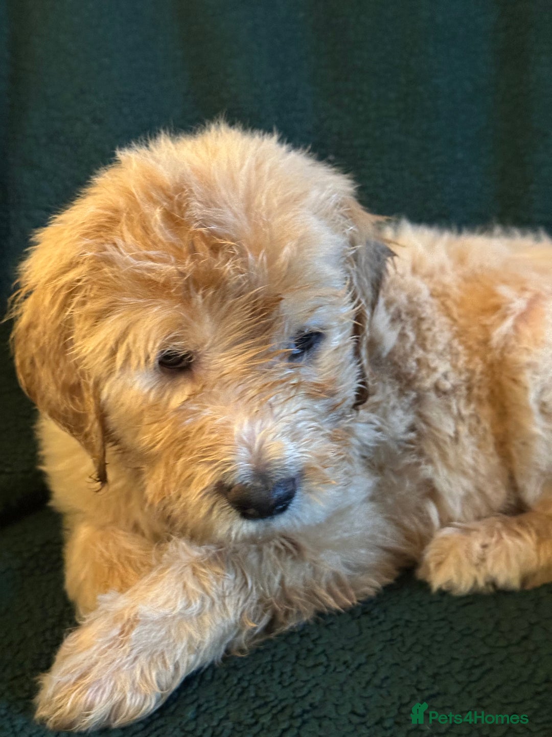 Goldendoodle dogs for sale: Goldendoodle Puppies – Ready Now, Don’t Miss Out! in Llanbrynmair - Image 22