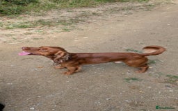 Cocker Spaniel dogs for sale: Our lovely Cocker has had her puppies - Image 9