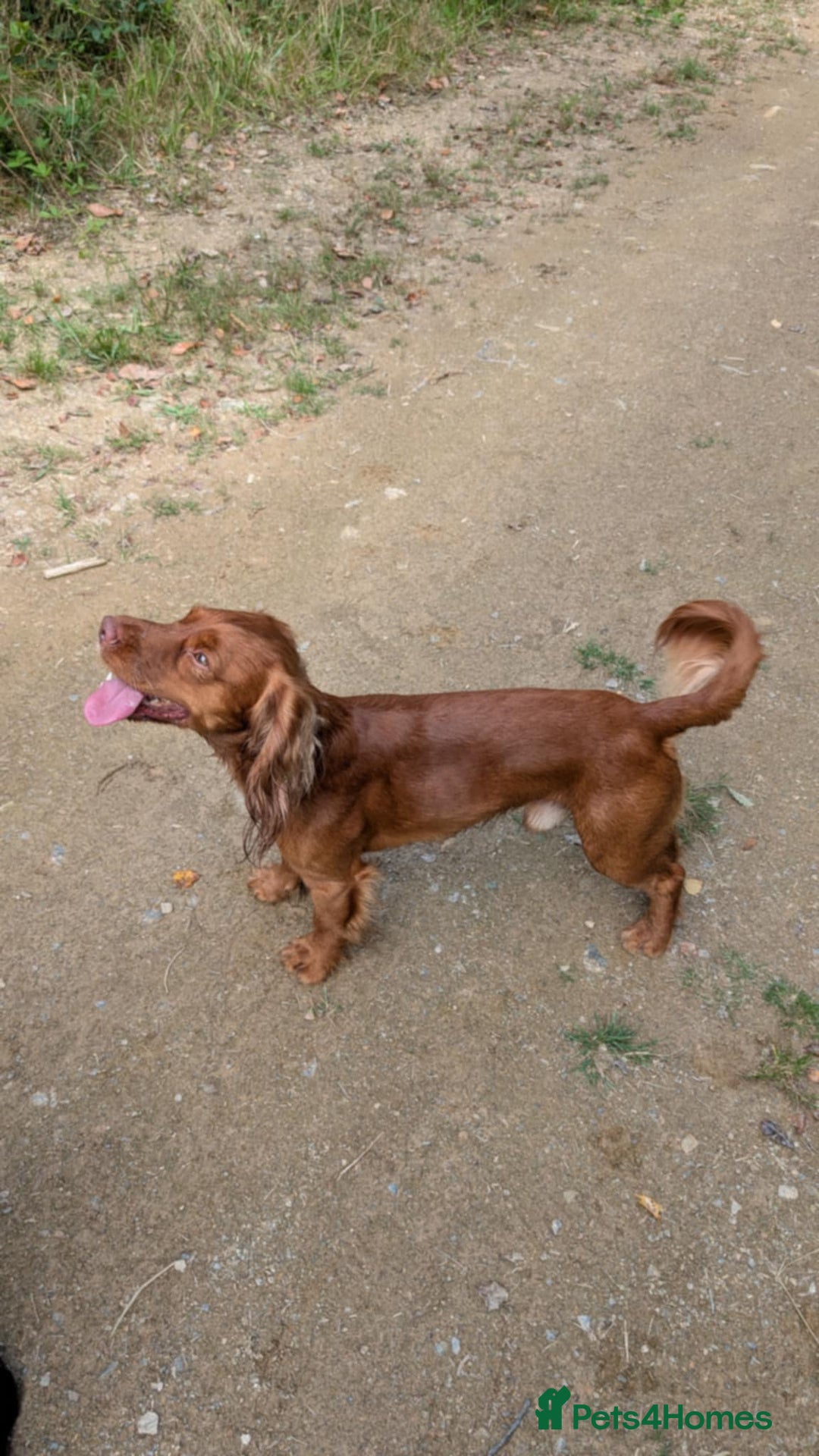 Cocker Spaniel dogs for sale: Our lovely Cocker has had her puppies - Image 9