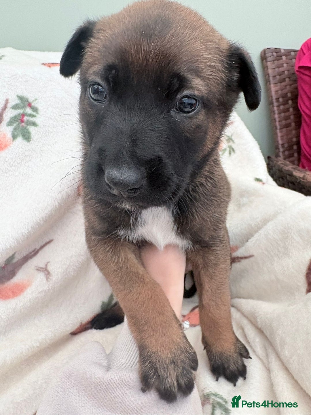 Belgian Shepherd Dog dogs for sale: Incredible Belgian malinois for sale - Advert 5