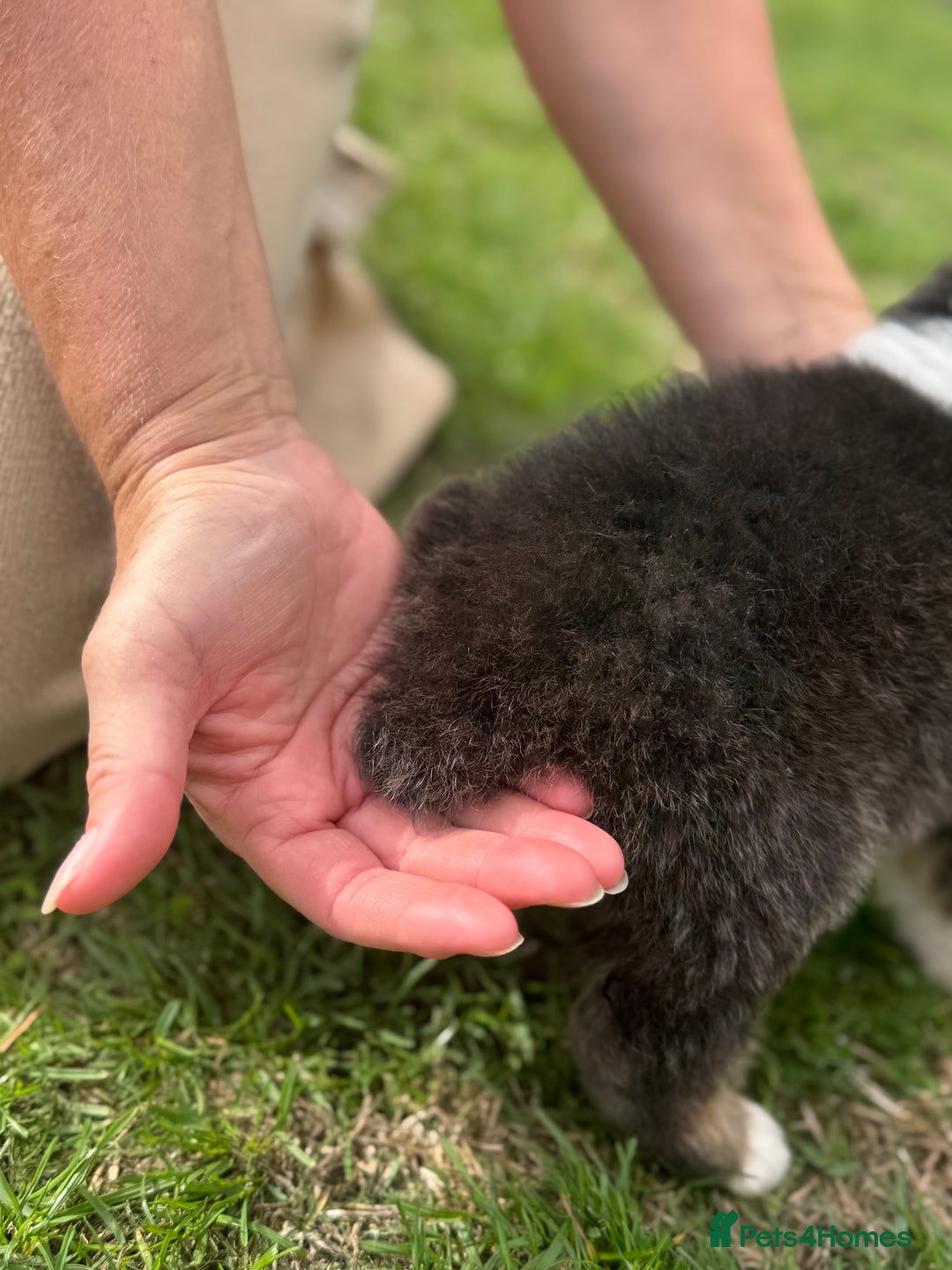 Australian Shepherd dogs for sale: 5 KC registered Australian Shepard puppies - Image 14