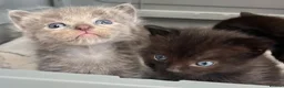 Ragdoll cats for sale: 1 Already reserved Fluffy Ragdoll Cross Kittens  - Advert 15