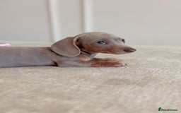 Miniature Dachshund dogs for sale: Last girl reduced  - Image 2