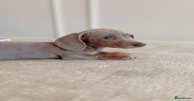 Miniature Dachshund dogs - Advert 8