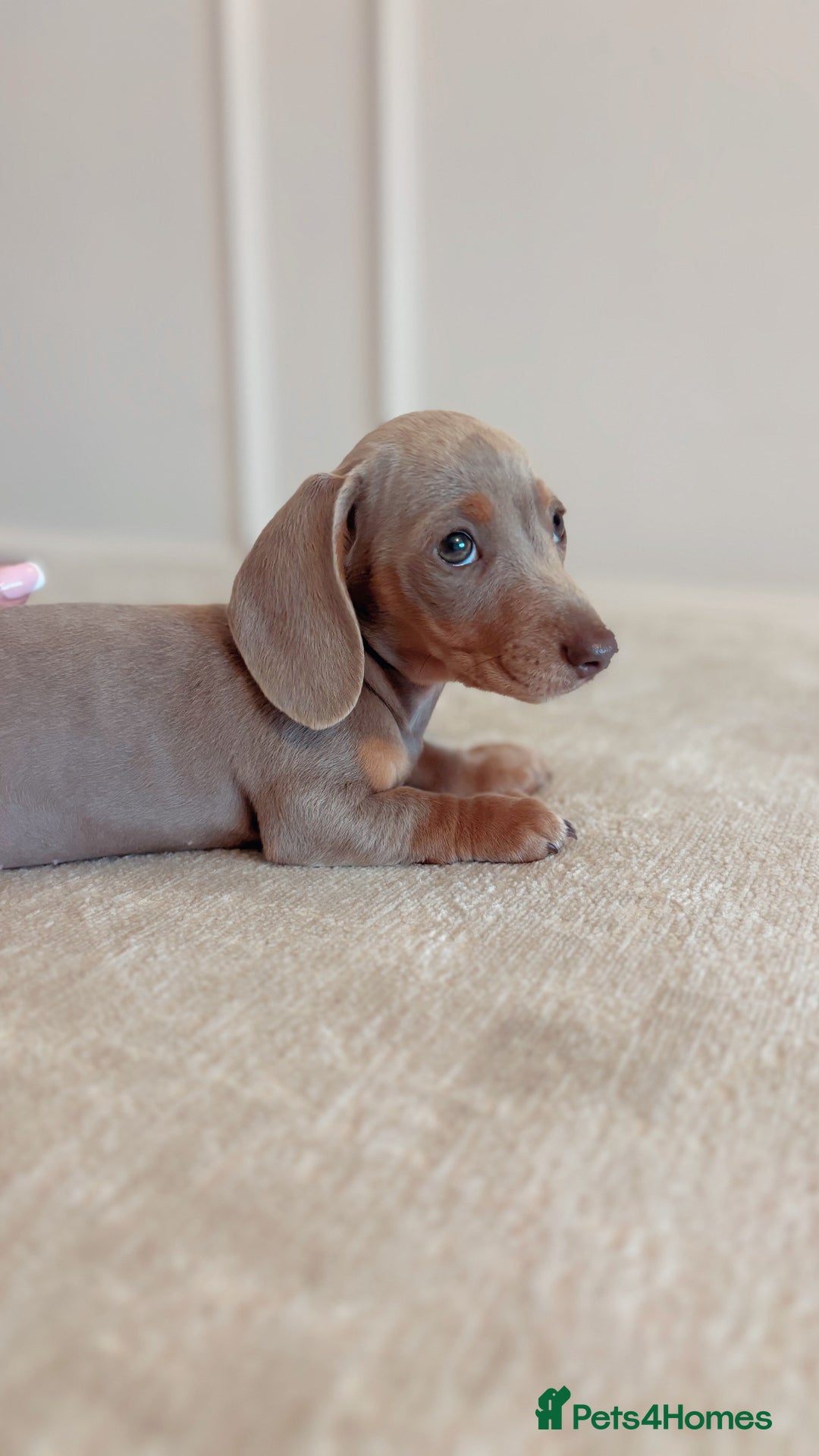Miniature Dachshund dogs for sale: Last girl reduced  - Image 2