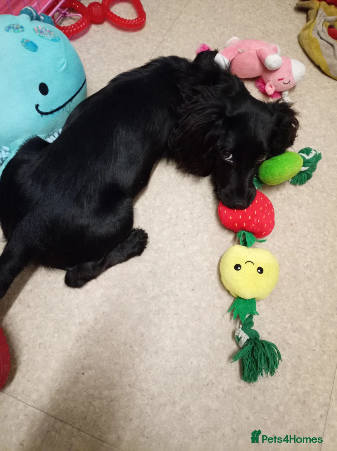 Cocker Spaniel dogs for sale: Cocker spaniel pup  - Advert 9