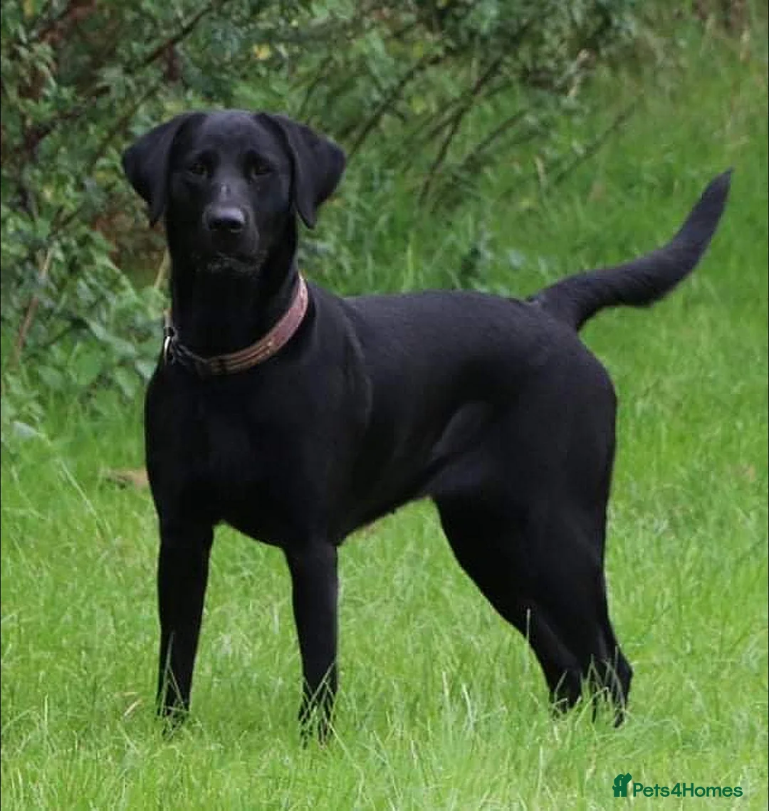 Labradoodle dogs for sale: Beautiful friendly pups one male and one female - Advert 1