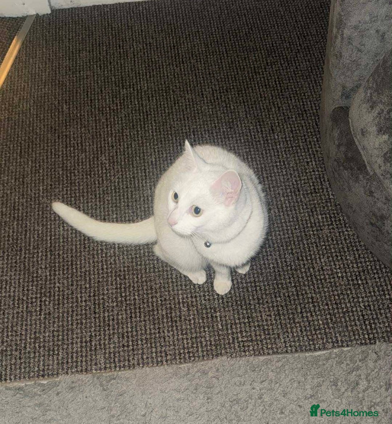 Mixed Breed cats 3 year old cat  - Advert 3