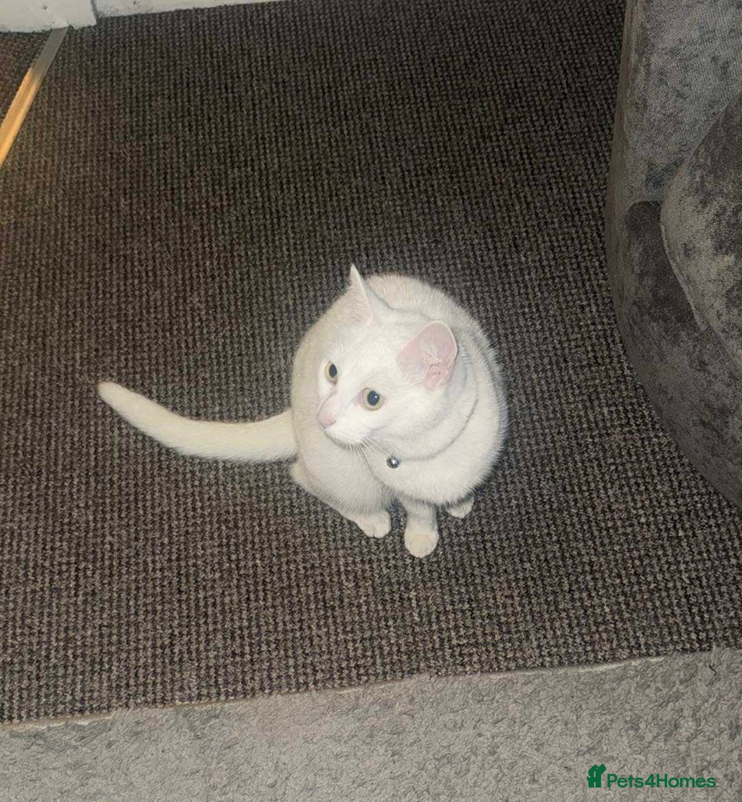 Mixed Breed cats for sale: 3 year old cat  - Advert 1