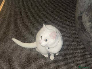 Mixed Breed cats 3 year old cat - Advert 4