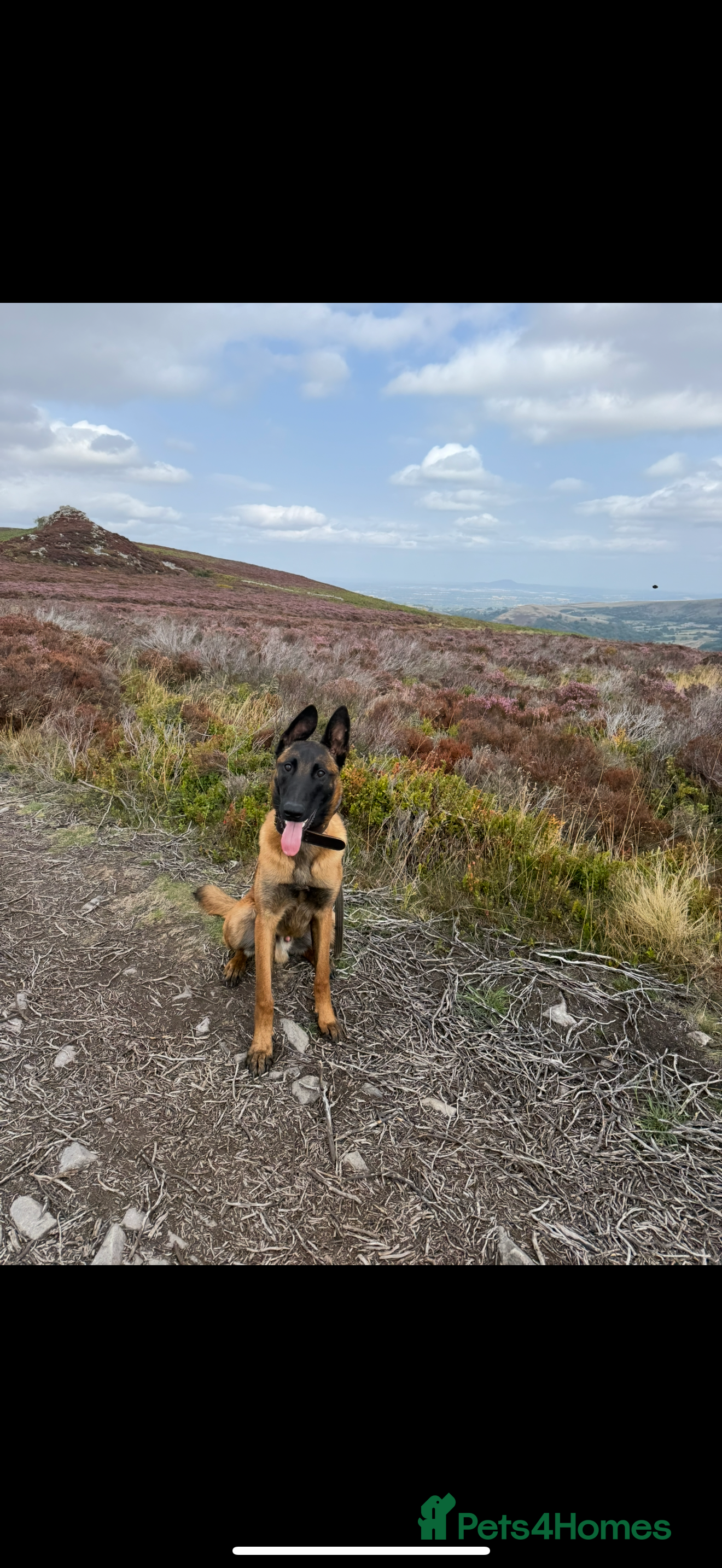 Belgian Shepherd Dog dogs Belgian Mali  - Advert 2