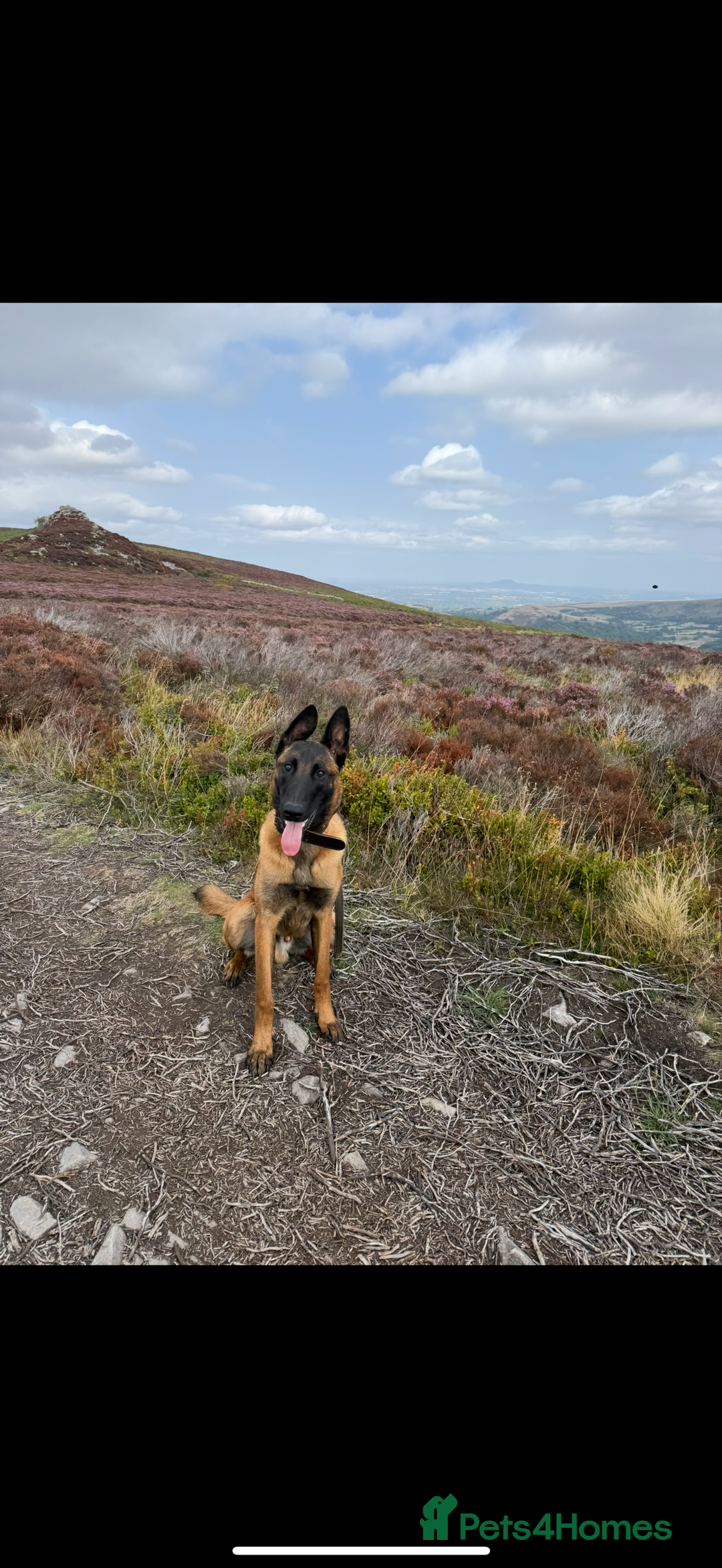 Belgian Shepherd Dog dogs for sale: Belgian Mali  - Advert 1