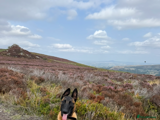 Belgian Shepherd Dog dogs Belgian Mali - Advert 2