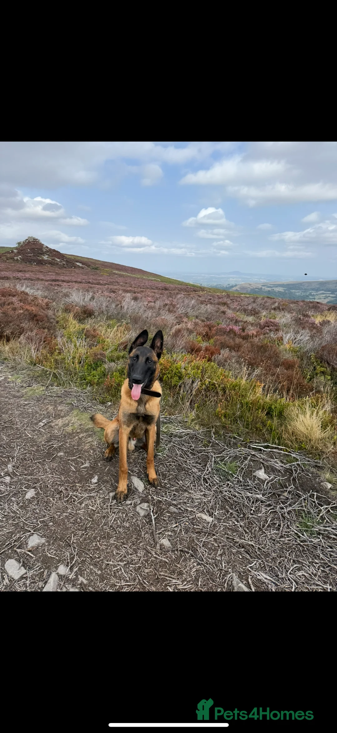 Belgian Shepherd Dog dogs for sale: Belgian Mali  - Advert 1