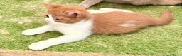 Scottish Fold cats for sale: Pick and mix Scottish fold kittens  - Advert 4