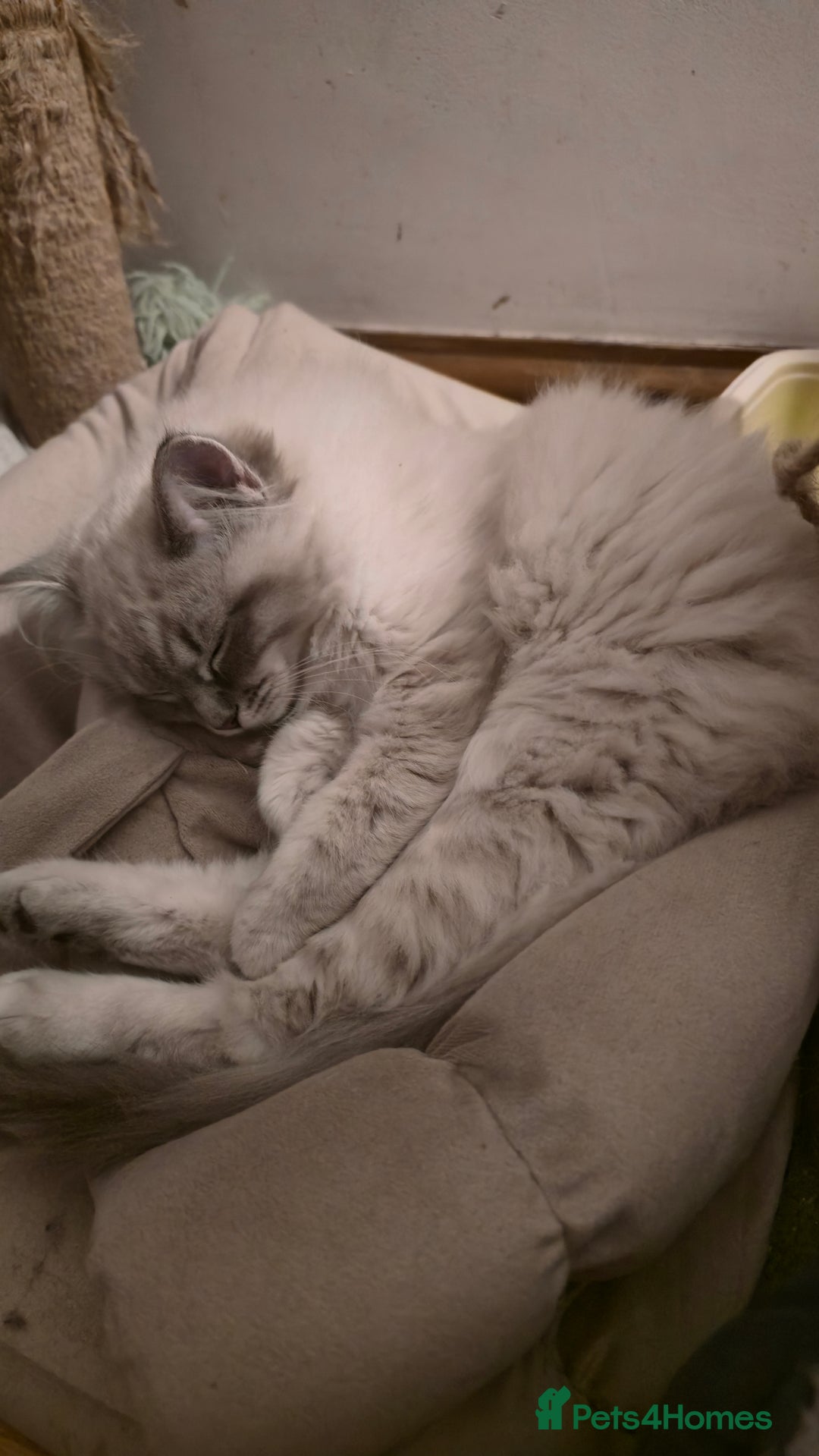 Ragdoll cats for sale: Adorable Ragdoll cross Scottish Straight - Advert 6