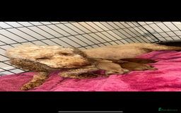 Cockapoo dogs for sale: 8 weeks old beautiful Cockapoo puppies  - Image 40