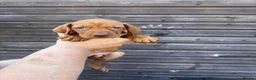 Hungarian Vizsla dogs for sale: Outstanding Kc registered Hungarian vizsla - Advert 8