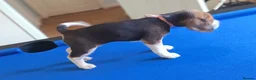 Beagle dogs for sale: Beautiful Pure Beagle Puppies  in Ledbury - Advert 4
