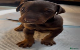Dobermann dogs for sale: Champion European Doberman Puppies Kc-reg  - Advert 18