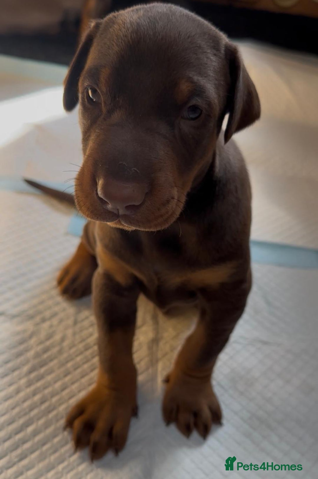 Dobermann dogs for sale: Champion European Doberman Puppies Kc-reg  - Advert 18
