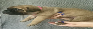 Cane Corso pink
