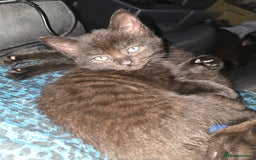 Mixed Breed cats for sale: Last Female Kitten From the Litter - Advert 1