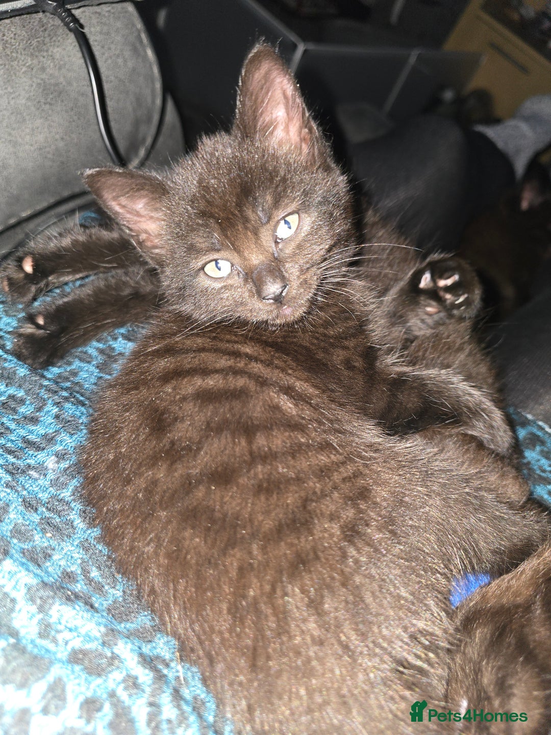 Mixed Breed cats for sale: Last Female Kitten From the Litter - Advert 1