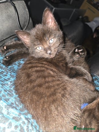 Mixed Breed cats Last Female Kitten From the Litter - Advert 2