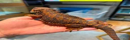 Bearded Dragon reptiles for sale: 100% Red Monster Bearded dragon - Advert 4