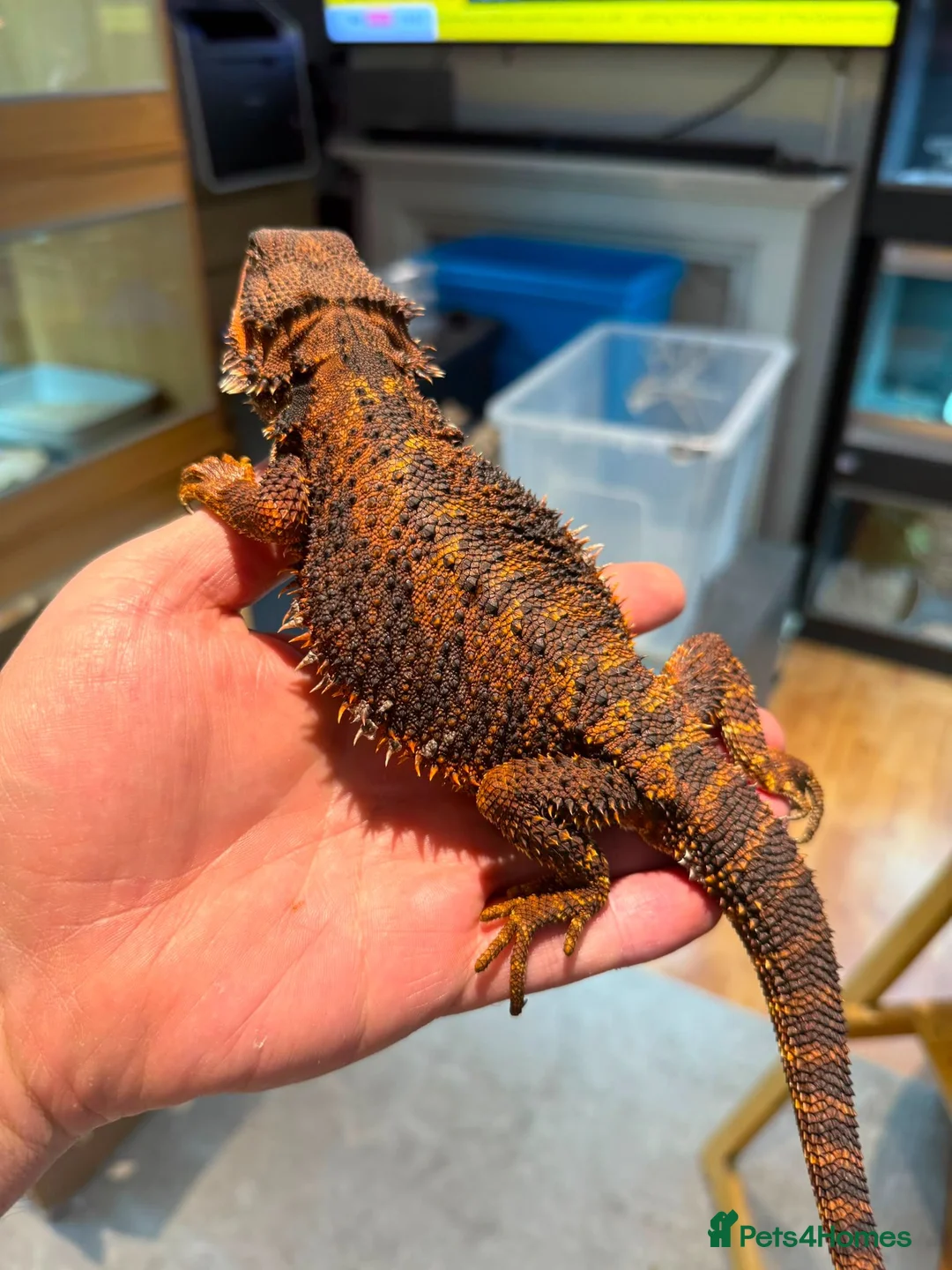 Bearded Dragon reptiles for sale: 100% Red Monster Bearded dragon - Advert 4
