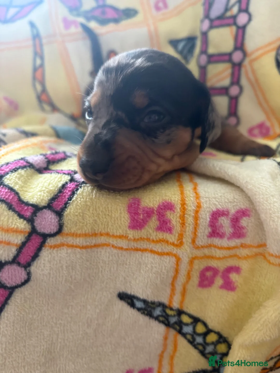 Dachshund dogs for sale: Dachshunds puppy’s  in Birmingham - Advert 3