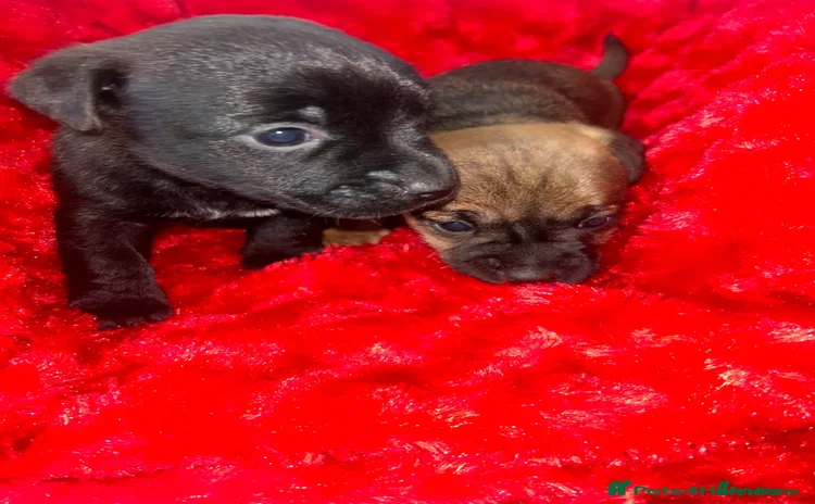 Jack Russell dogs 🐾 Jack Russell Puppies – Ready Now! 🐾 - Advert 10