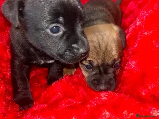 Jack Russell dogs 🐾 Jack Russell Puppies – Ready Now! 🐾 - Advert 2