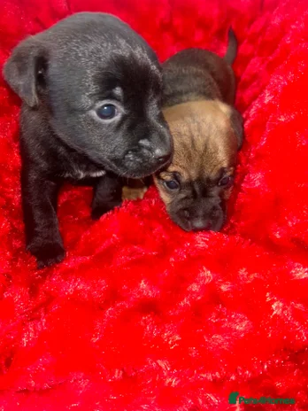 Jack Russell dogs 🐾 Jack Russell Puppies – Ready Now! 🐾 - Advert 4