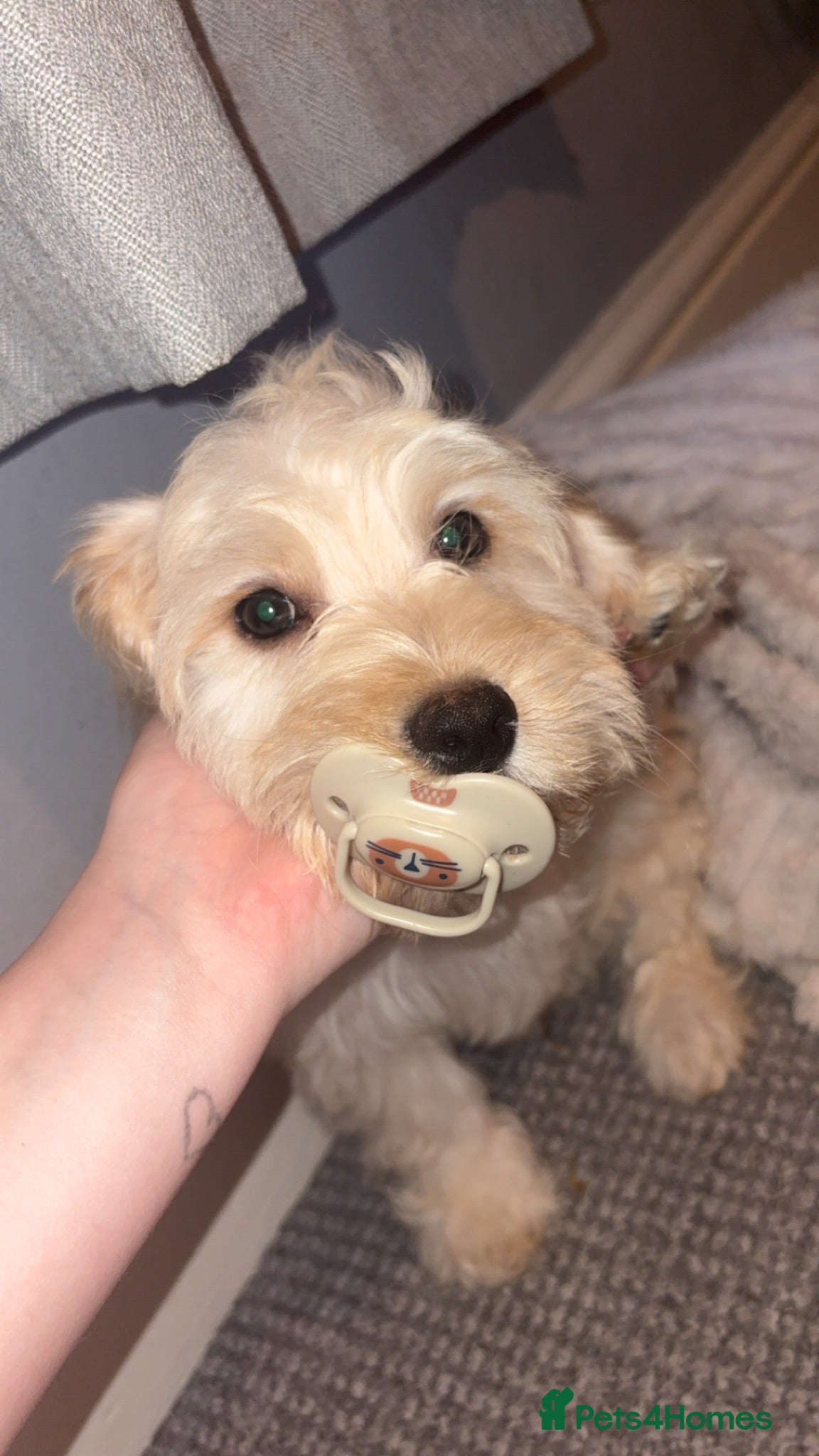 Mixed Breed dogs Marshie - Advert 1