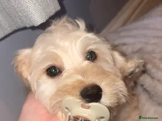 Mixed Breed dogs Marshie - Advert 1